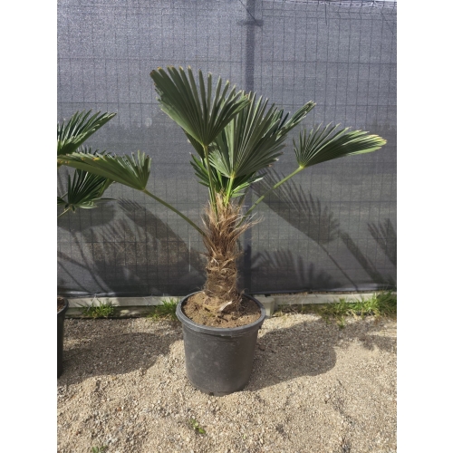 Trachycarpus Wagnerianus